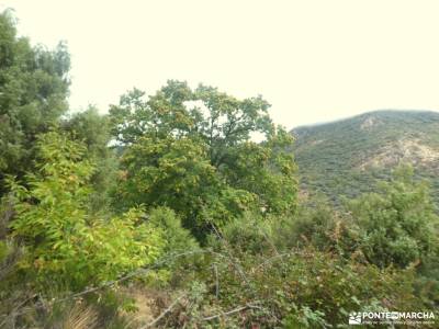 Castañar de la Sierra de San Vicente - Castillo de Viriato;cancho de la cabeza calomarde pasarelas l